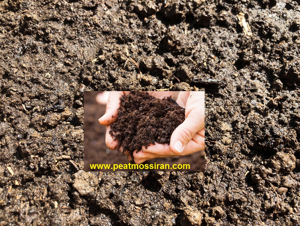 Dirt Peat Moss