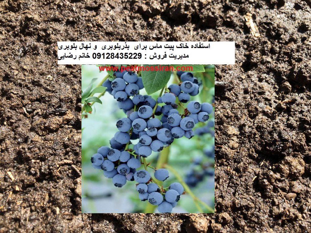 تولید خاک پیت ماس برای نهال و درخت بلوبری 
